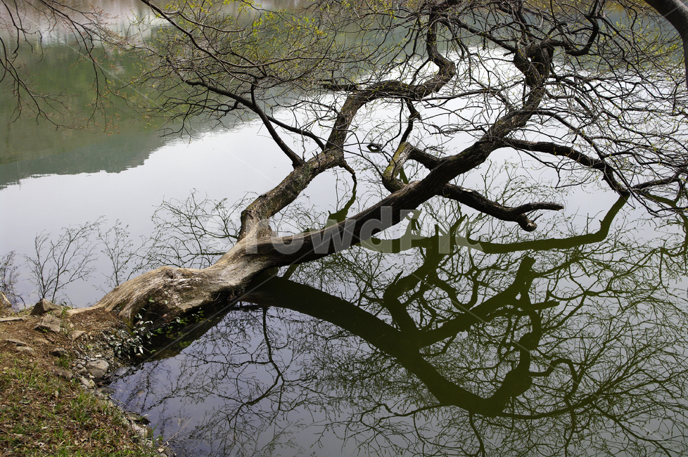 나무,호수,반영,식물,plant,식물,자연,plants,nature,나무,trees,wood