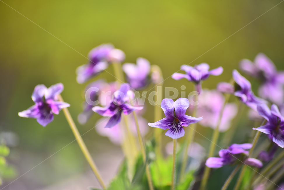 제비꽃,우리꽃,토종,야생화,꽃,봄꽃,야외,옥외,아웃도어,springflowers,보라색꽃,퍼플,바이올렛,purple,blossom,flower,식물,plant,화초,시즌,계절,접사,마크로,클로즈업,violet