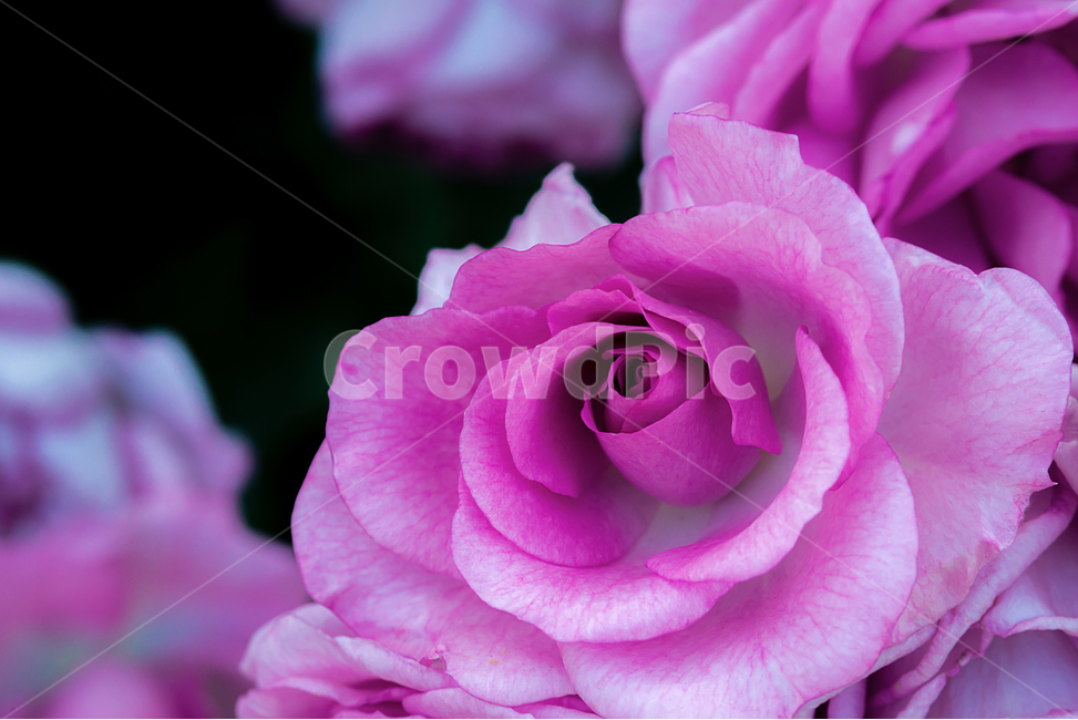장미꽃,꽃,열정,여름,식물,아름다움,식물,자연,plants,nature,꽃,flower