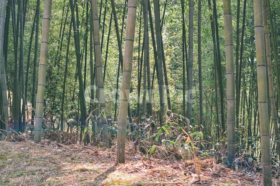 대나무,bamboo,담양,죽녹원,대나무숲,자연,풍경,nature,landscape,식물,plants,나무,trees,wood,감성,sensible,feeling,plant