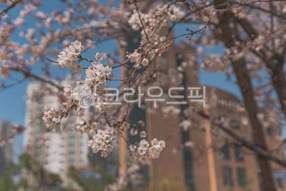 spring,sky,cherry,Cherry Blossom,blossom,plant,flower