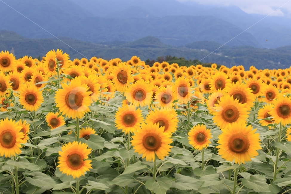해바라기,꽃,여름,풍경사진,해외,여름,계절,summer,season,식물,자연,plants,nature,꽃,flower,plant,blossom