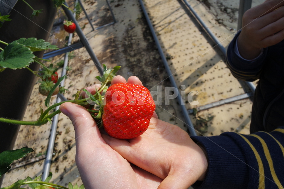fruit,과일,food,음식,strawberry,사람,person,식물,plant,딸기,딸기체험,딸기농장,딸기하우스