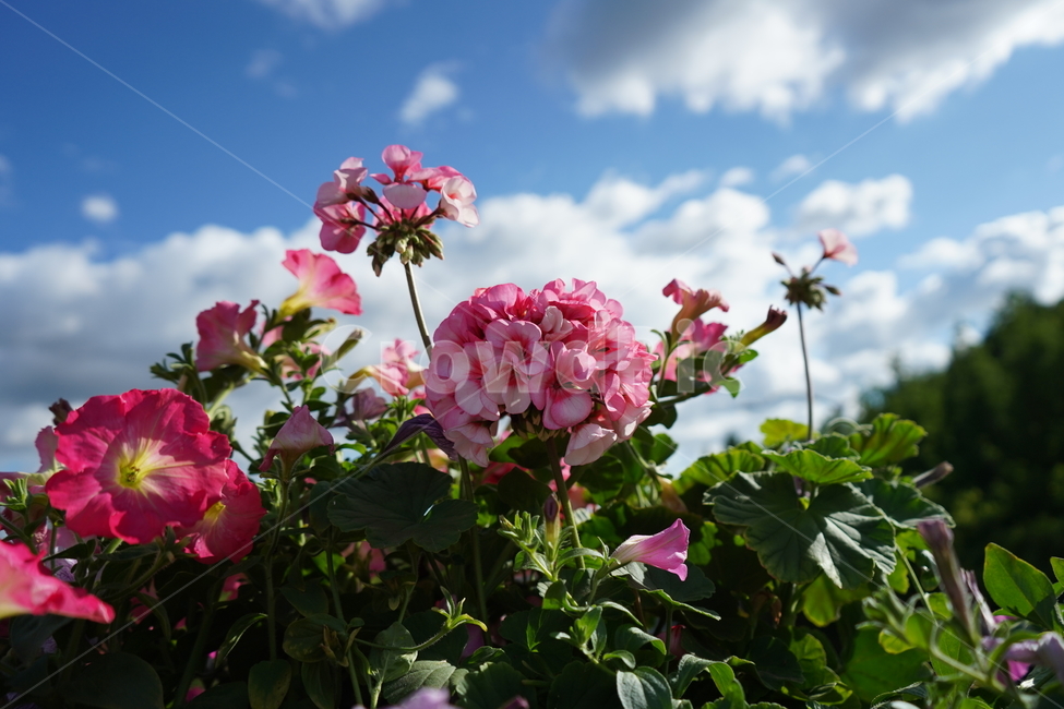 flower,꽃,식물,제라늄,blossom,식물,자연,plants,nature,꽃,flower