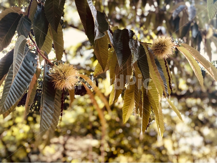 밤,밤송이,밤나무,가을나무,식물,가을,plant,나뭇잎,leaf