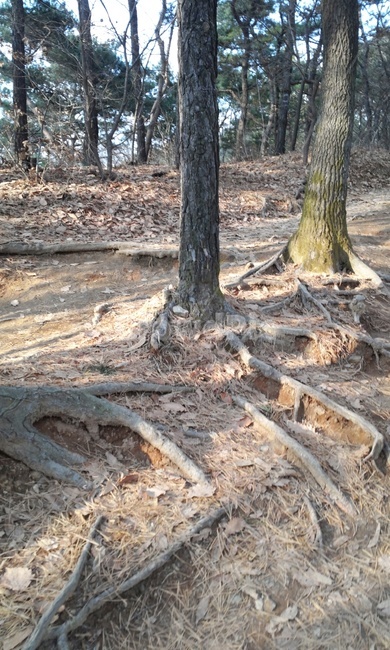 자연,산길,오솔길,나무,산속,식물,자연,plants,nature,나무,trees,wood