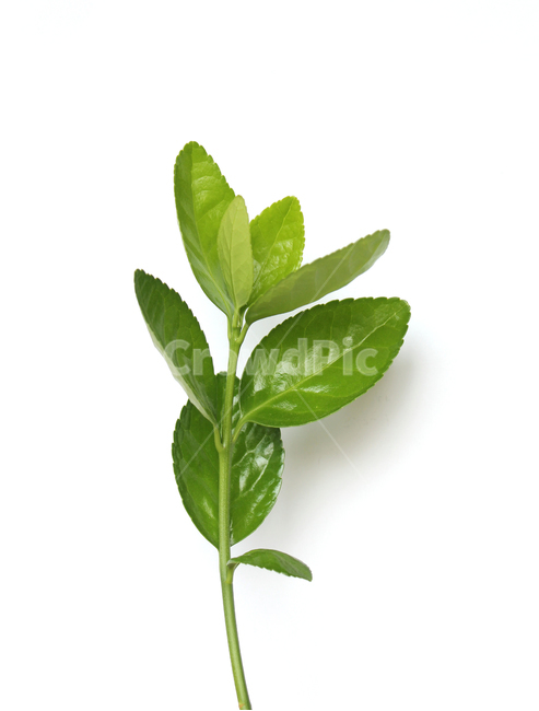 branch,closeup,fresh,green,leaf,leaves,macro,natural,nature,plant,white,가지,나뭇가지,나뭇잎,잎,잎사귀,자연,녹색,그린,클로즈업,신선한,흰배경,사철나무잎,사철나무,식물,자연,plants,nature,누끼,remove background