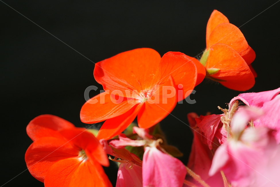제라늄,꽃잎,꽃,붉은색,분홍색,봄,계절,spring,season,식물,자연,plants,nature,꽃,flower,geranium,blossom,plant
