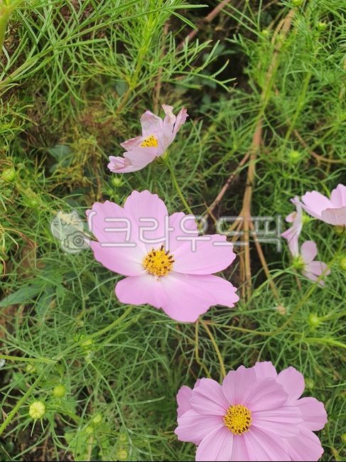 Cosmos three bunches,fall flowers,cosmos,Cosmos,flower