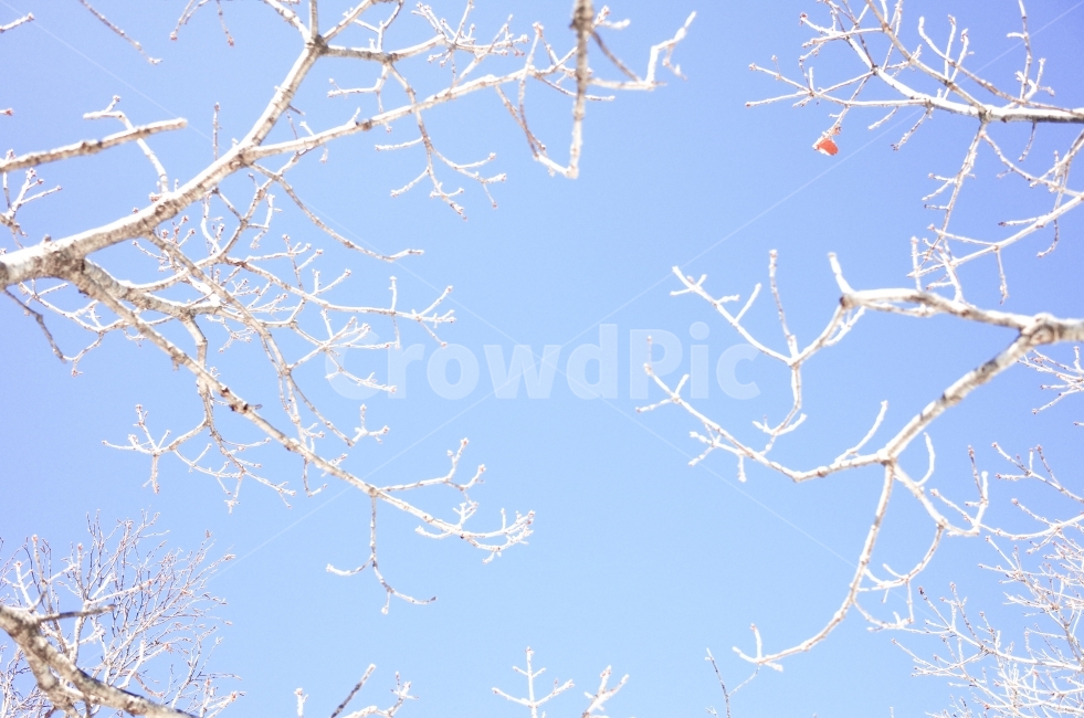 하늘,나무,겨울,산,덕유산,등산,자연,풍경,감성사진,nature,sky,winter,korea,감성,나뭇가지,겨울,계절,winter,season,식물,자연,plants,nature