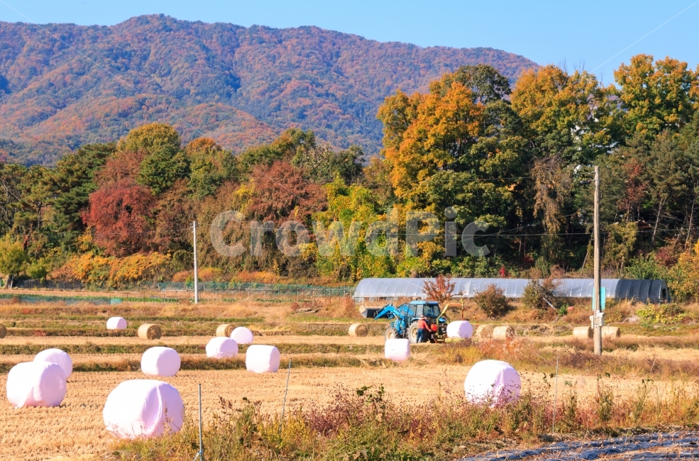 가을,논,곤포,사일리지,추수,곤포사일리지,답,마시멜로,계절,풍경,농촌,농업,볏짚,수확,농산물,덩어리,사료,경치,시골,원형볏짚,발효,가을,계절,fall,autumn,season,자연,풍경,nature,landscape,시골,마을,country,rural,town,산업,industry,industrial,농업,농사,agriculture,farming,farming industry,outdoors,옥외
