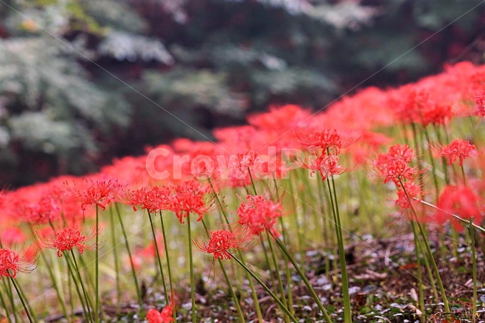 꽃,상사화,꽃무릇,자연,식물,가을,붉은꽃,red,fiower,nature,tree,나무,green,fall,식물,자연,plants,nature,꽃,flower