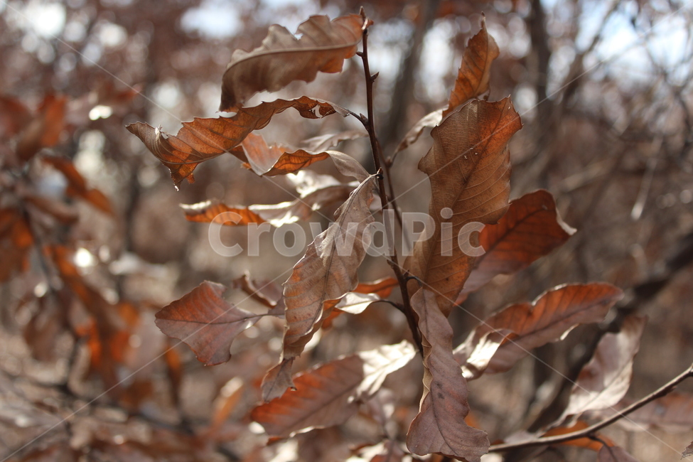 leaf,잎,식물,plant,tree