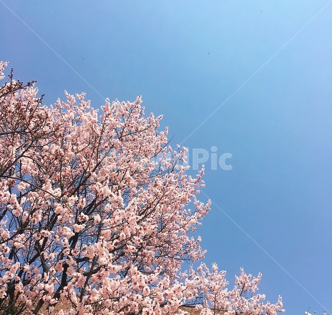 벚꽃,하늘,봄,spring,flower,봄,계절,spring,season,plant,식물,꽃,blossom