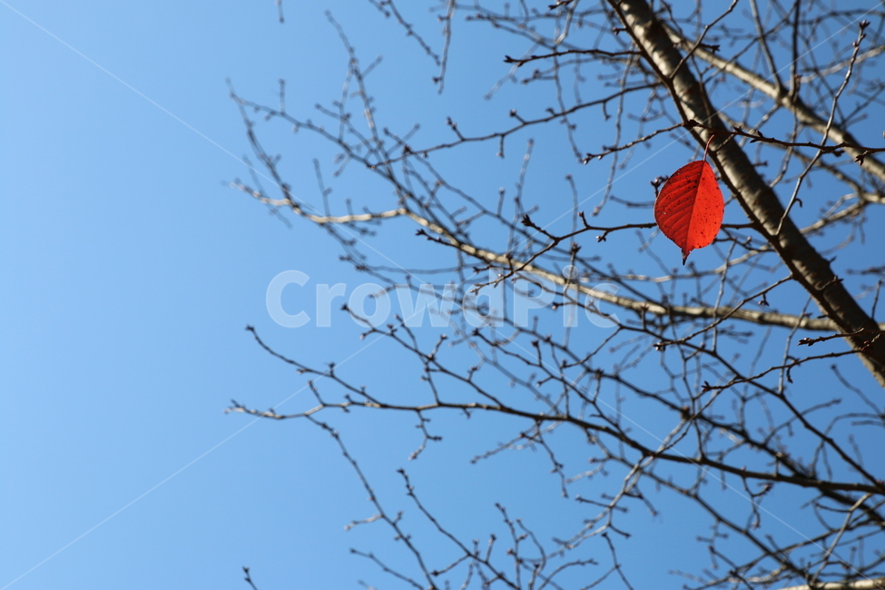 나무,가을,마지막,단풍,잎,가을,계절,fall,autumn,season,식물,자연,plants,nature,leaf,plant