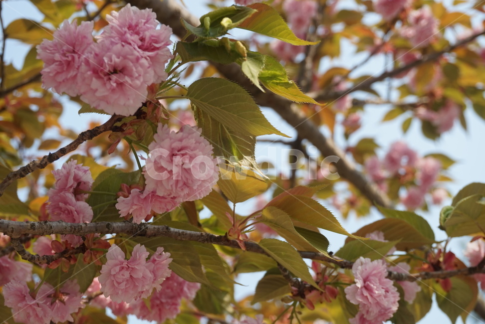 겹벚꽃,분홍색벚꽃,벚꽃나무,꽃나무,벚꽃,봄사진,봄꽃사진,봄,계절,spring,season,식물,자연,plants,nature,꽃,flower,plant,blossom
