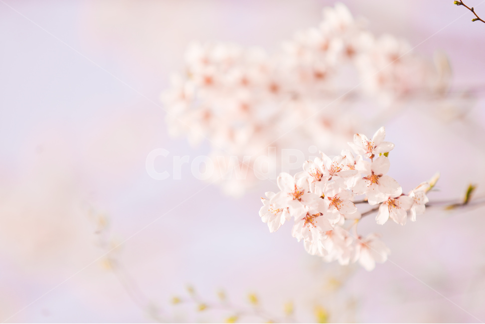 분홍,꽃,벚꽃나무,나무,핑크,벚꽃,하늘,분위기,감성,봄,계절,spring,season,꽃,flower,plant,봄,계절,spring,season,식물,자연,plants,nature,plant
