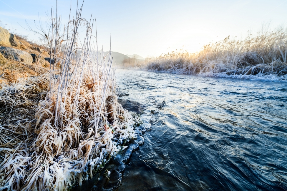 Reed,sight,winter,Sunrise,river,commercial high school,morning
