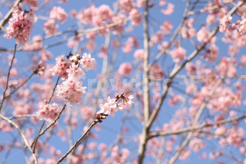 벚꽃,하늘,봄,분홍색,나무,감성,봄,계절,spring,season,식물,자연,plants,nature,꽃,flower,색깔,색상,색채,색감,color sense,color sensitivity,feeling of color,plant,blossom