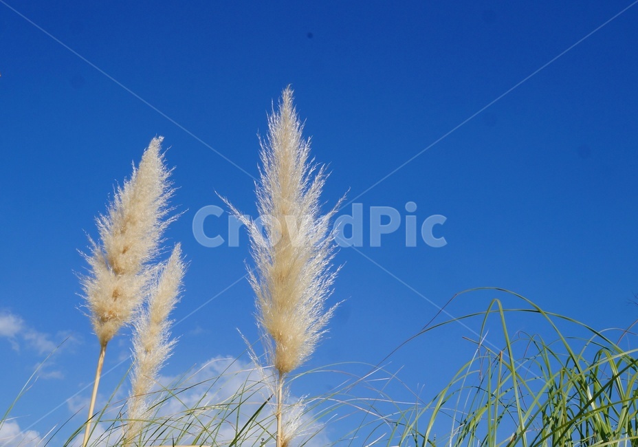 가을하늘,억새,부드러움,청명,맑음,갈대,공활,파란하늘,식물,자연,plants,nature