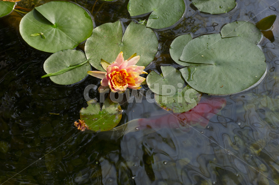 연꽃,연못,여름,연잎,꽃,꽃잎,beauty,macro,closeup,접사,매크로,확대,여름꽃,lake,pond,lotus,petal,bloom,blossom,leaf,leave,summer,해탈,열반,nirvana,풍경,풍경사진,감성,감성사진,정취