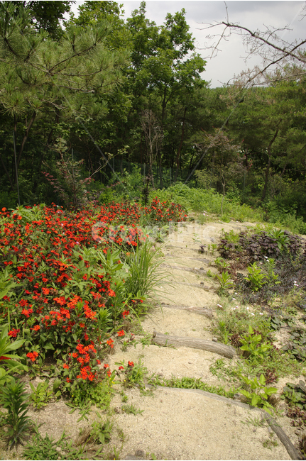 꽃,식물,flower,color,nature,자연,꽃길,길,산책,자연,풍경,nature,landscape,ground,바닥,gravel,자갈,road,도로,dirt road,흙길