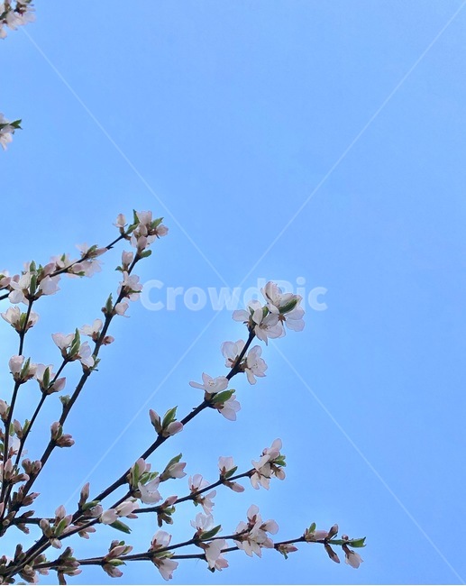 꽃,나무,봄,체리나무,꽃망울,체리꽃,봄,계절,spring,season,식물,자연,plants,nature,꽃,flower,plant