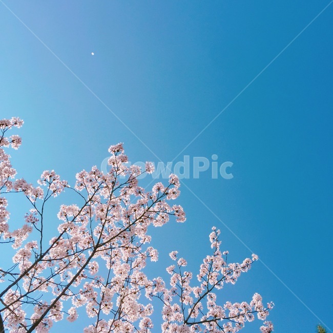 봄,벚꽃,꽃,하늘,감성사진,풍경,힐링,휴식,자연,축제,분홍빛,분홍,감성