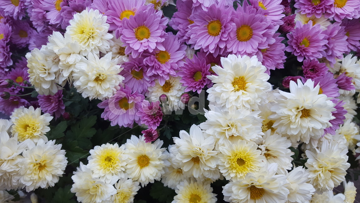 꽃,꽃잎,식물,자연,예쁜,식물,자연,plants,nature,꽃,flower