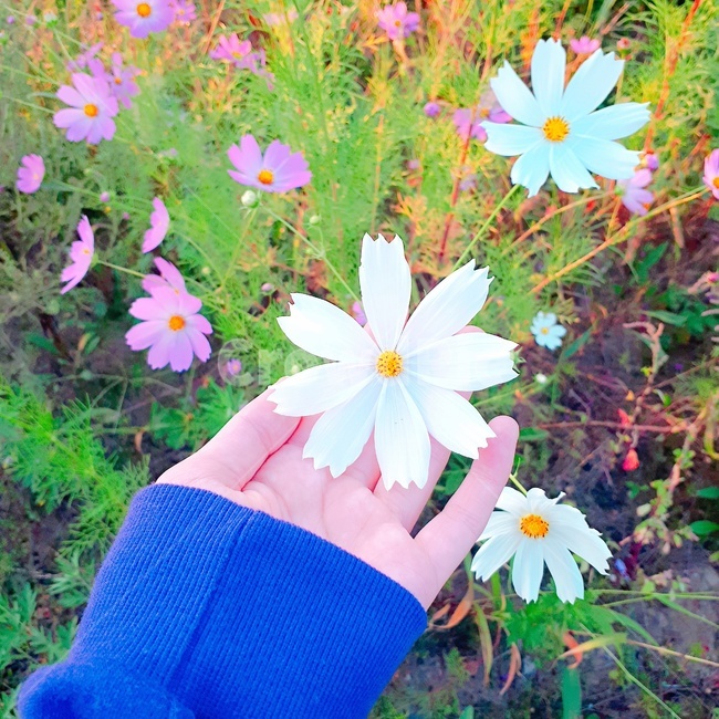 봄,코스모스,꽃,꽃과손,자연