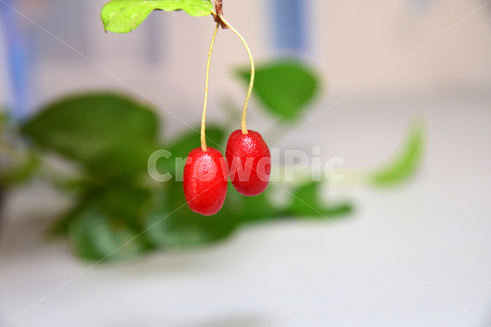 barley tree,Sweet and sour,barley fruit,Fruit,fruits,red fruit,redfruits,Moraceae