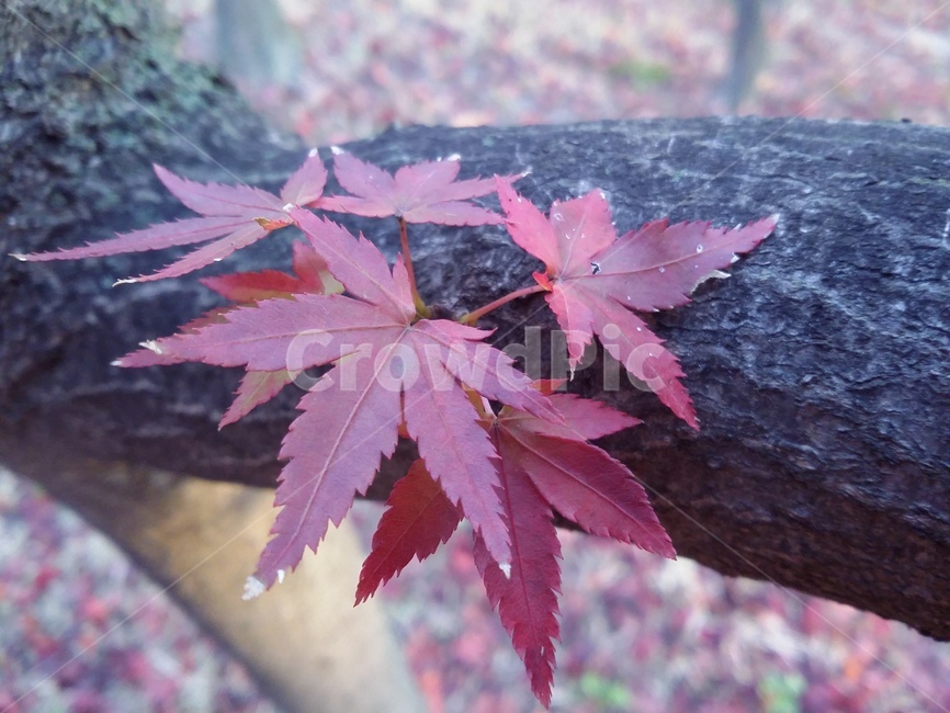 식물,plant,leaf,잎,tree,나무,단풍,가을,계절,fall,autumn,season