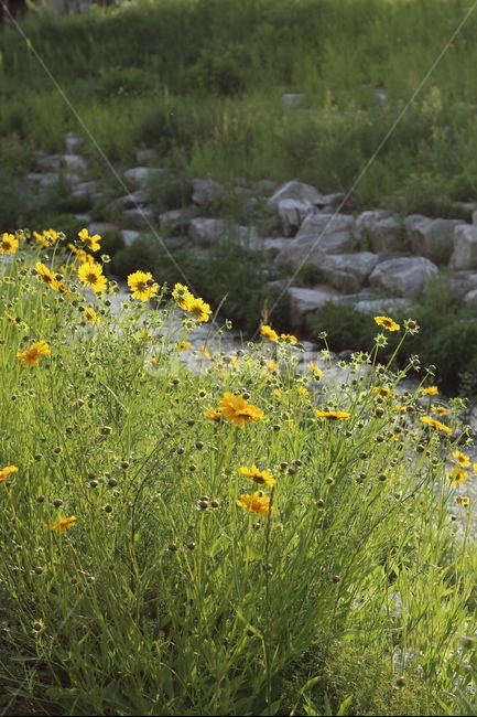 금계국,풍경,노랑,봄,아침,자연,식물,자연,plants,nature,꽃,flower