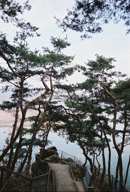 풍경,자연,강,소나무,landscape,natural,scenery,자연,풍경,nature,landscape,tree,나무,plant,식물