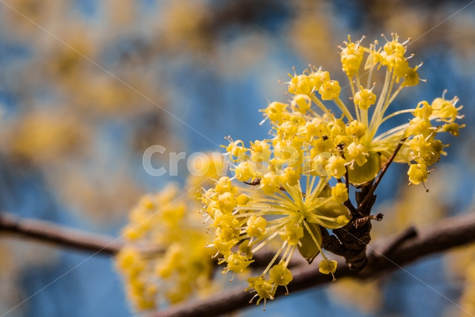 봄,노랑,spring,yellow,flower,산수유,봄,계절,spring,season,식물,자연,plants,nature,꽃,flower,plant,blossom