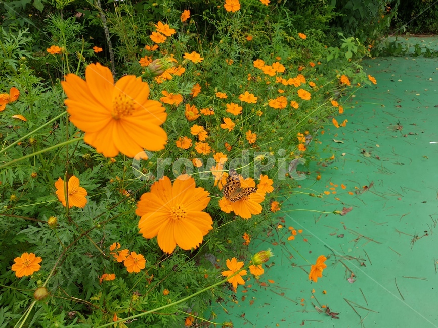 plant,flower,blossom,꽃,꽃잎,가을꽃,호랑나비,코스모스,주황꽃,예쁜꽃,가을,cosmos,butterfly,autumn,petal,식물,자연,plants,nature,꽃,flower