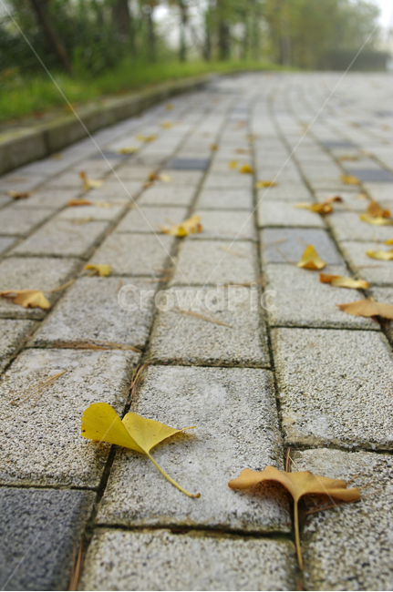 가을,낙엽,은행잎,길,식물,plant,가을,계절,fall,autumn,season,path,통로,walkway,보도,flagstone,판석,sidewalk,pavement,포장