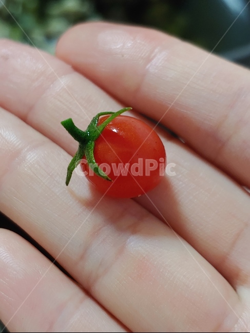 방울토마토,레드,맛있는,귀여움,토마토