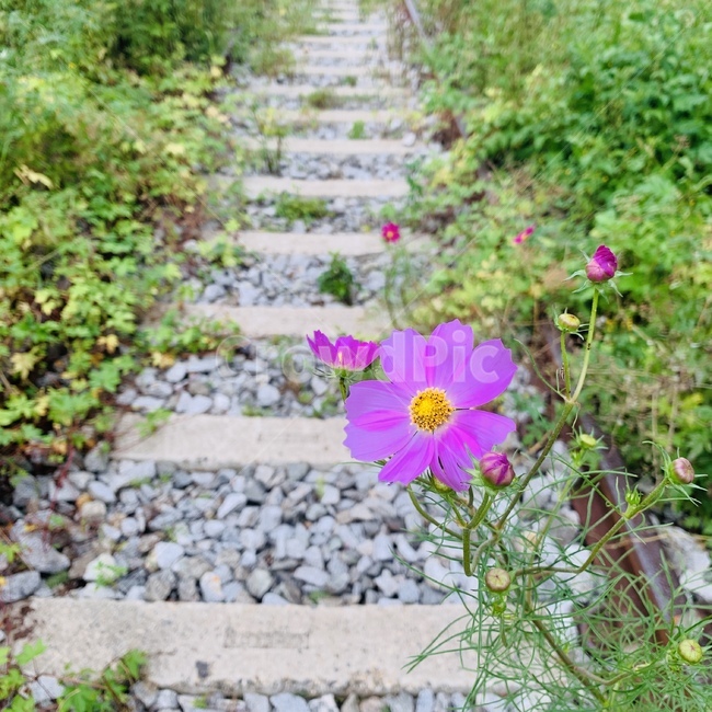 폐철길,railroad,꽃,코스모스,flower,cosmos,가을,가을꽃,autumnflower,autumn,blossom,식물,자연,plants,nature,꽃,flower