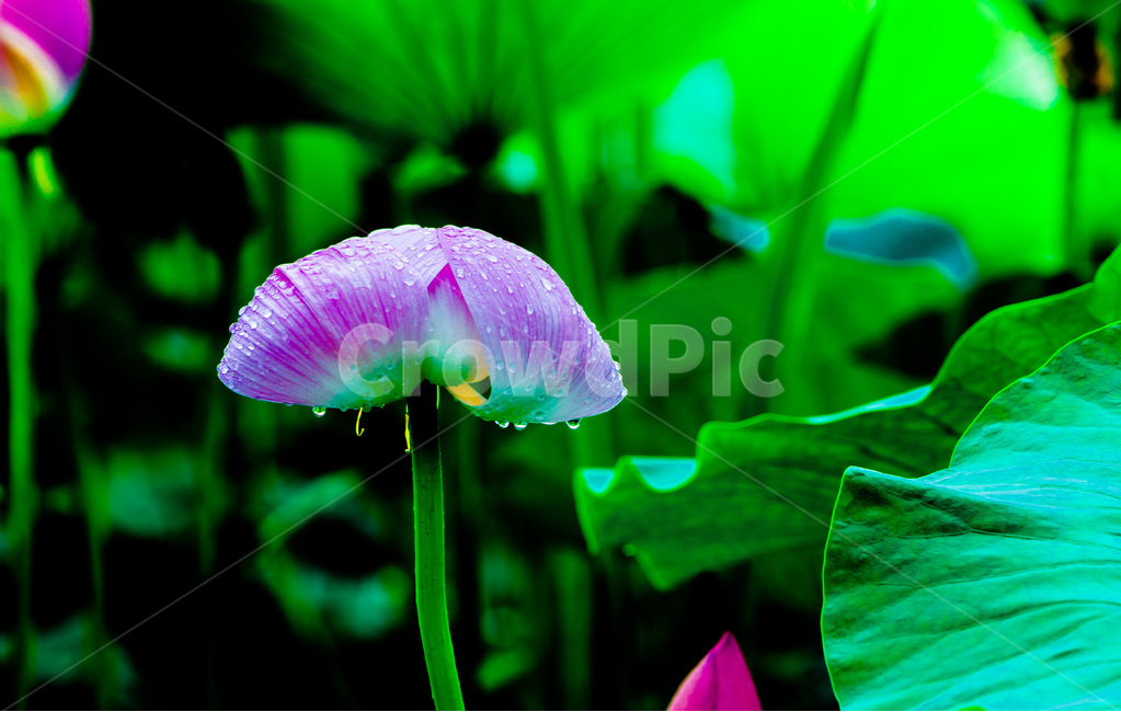 꽃,연꽃,연잎,문양,무늬,자연,식물,자연,plants,nature,꽃,flower