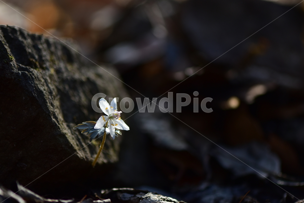 너도바람꽃,야생화,봄,꽃,풀꽃,자연,식물,식생,감성,힐링,plants,nature,spring,season,flower,emotion,feeling,흰색,초본,너도바람꽃속