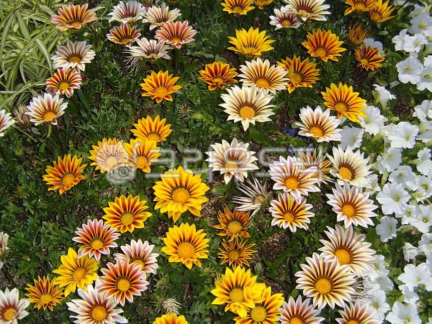 가자니아,노란색,국화과,초롱꽃목,다년생초화,한해살이,남아프리카,흰색