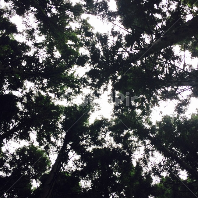 나무,빛,식물,하늘,쓸쓸함,고요함,자연,풍경,nature,landscape,나무,trees,wood,light,flare,플레어,tree,plant