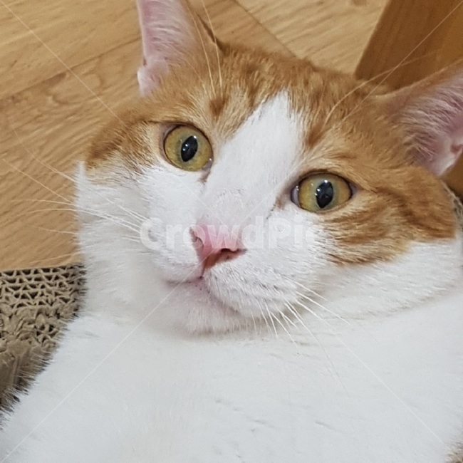 고양이,코숏,표정,심술,졸림,cat