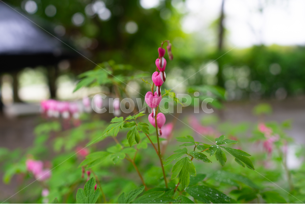금낭화,꽃,dicentraspectabilis,자연,flower,natural,식물,자연,plants,nature,꽃,flower