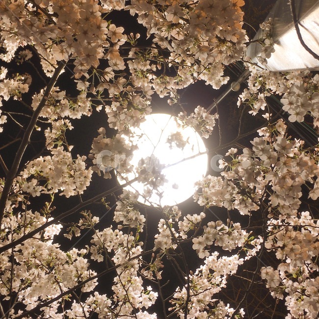 가로등,등,컨셉,벚꽃,봄,꽃,나무,하늘,밤,밤하늘,흰색,봄,계절,spring,season,야경,밤,풍경,nightscape,night,landscape,식물,자연,plants,nature,꽃,flower,cherry blossom,plant,blossom