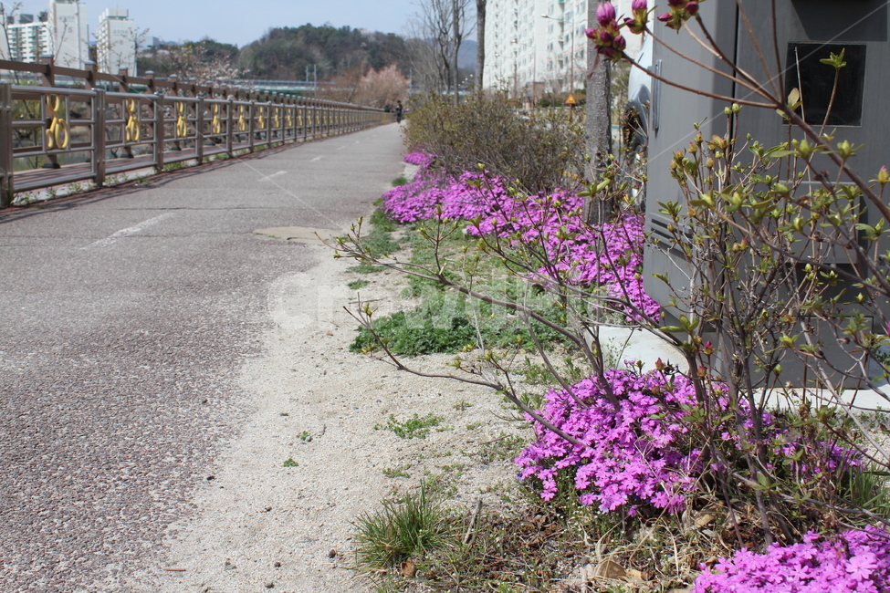 잔디,꽃잔디,꽃,핑크,봄꽃,봄,봄,계절,spring,season,식물,자연,plants,nature,꽃,flower