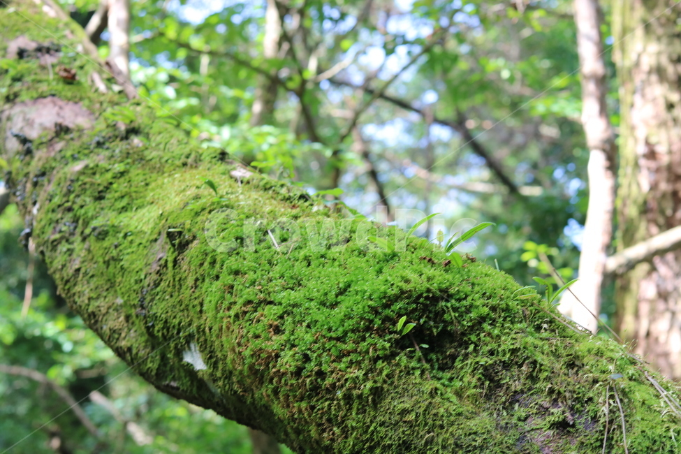 나무,숲,나뭇잎,자연,힐링,초록색,계곡,열매,이끼,식물,자연,plants,nature,나무,trees,wood