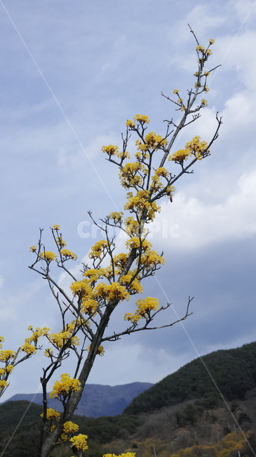 조화,산수유,솟아오름,높이,산,식물,자연,plants,nature,꽃,flower