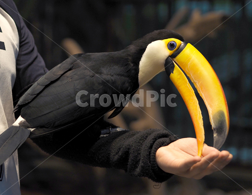 조류,투칸,토코투칸,큰부리새,동물원,anumal,bird,birds,tocotoucan,새,큰부리,부리,검은새,조류,새,birds